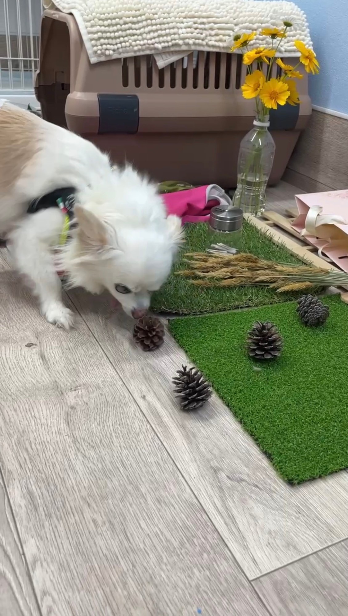松ぼっくりの匂いを嗅ぐわんこ