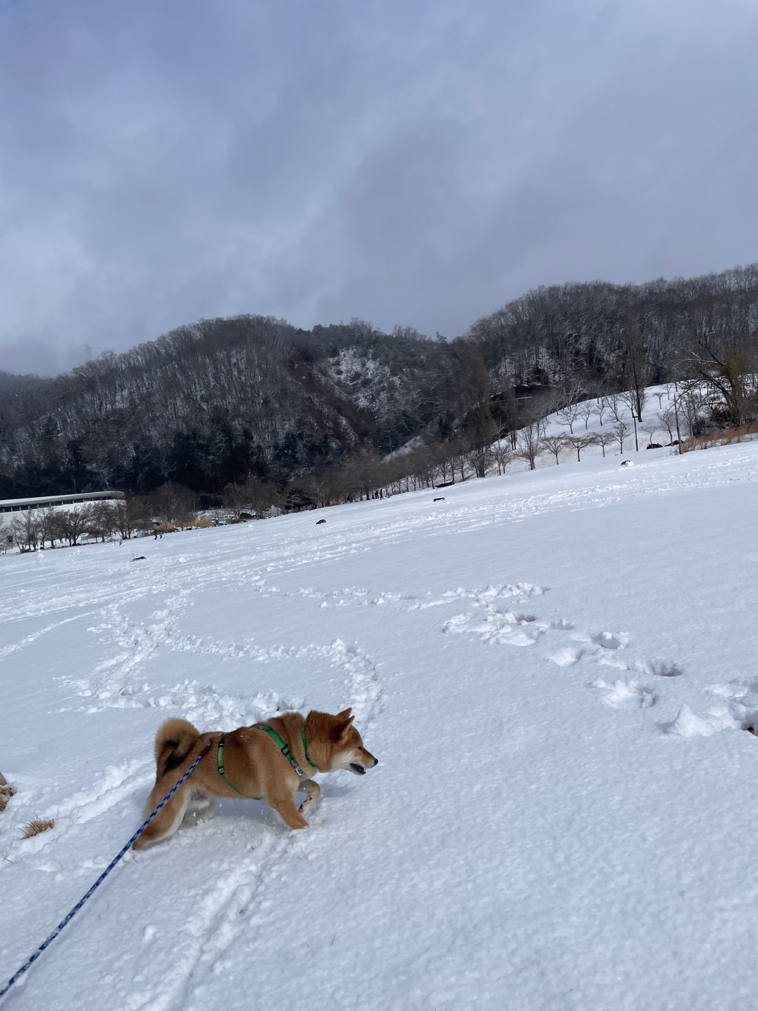 雪の中を駆けるわんこ